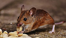 24 Hour & Emergency Exterminators in Barbours, PA